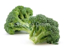 ͤ - Broccoli