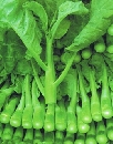 คะน้าฮ่องกง - Chinese Kale