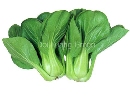เบบี้ฮ่องเต้ - Baby Bok Choi