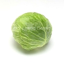 กะหล่ำปลี - Cabbage