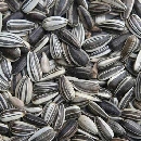 เมล็ดทานตะวัน-Sunflower Sprout Seeds